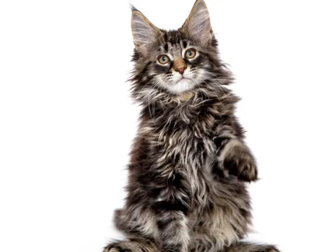 Maine coon
