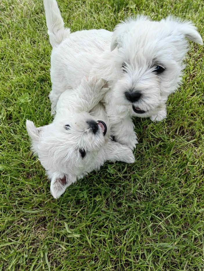 Westie terijer