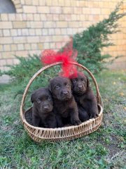 6aae16e7-0518-4239-ac28-67907ef5348f