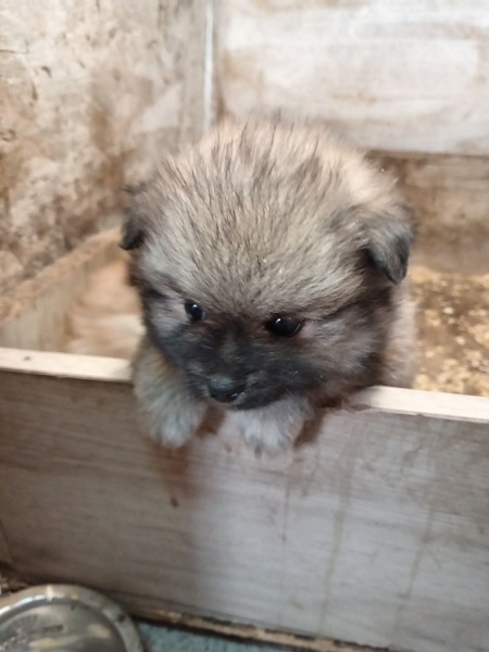 Štenci pomeranskog špica