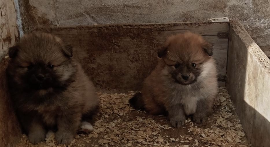 Štenci pomeranskog špica