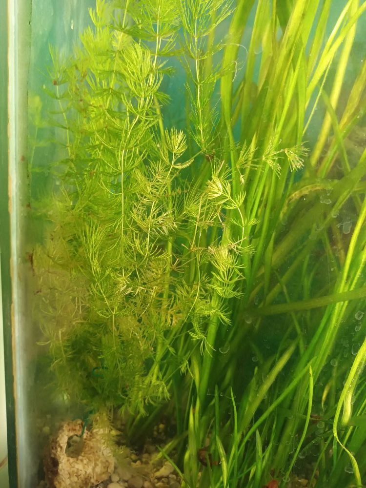 Akvarij šesterokutni