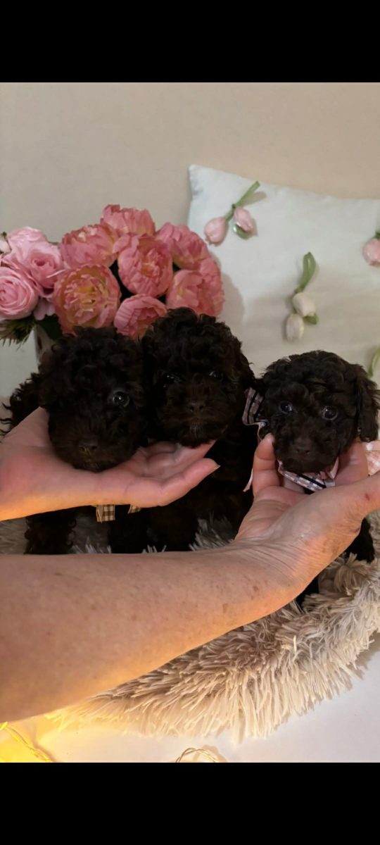 Toj pudle braon, ženke