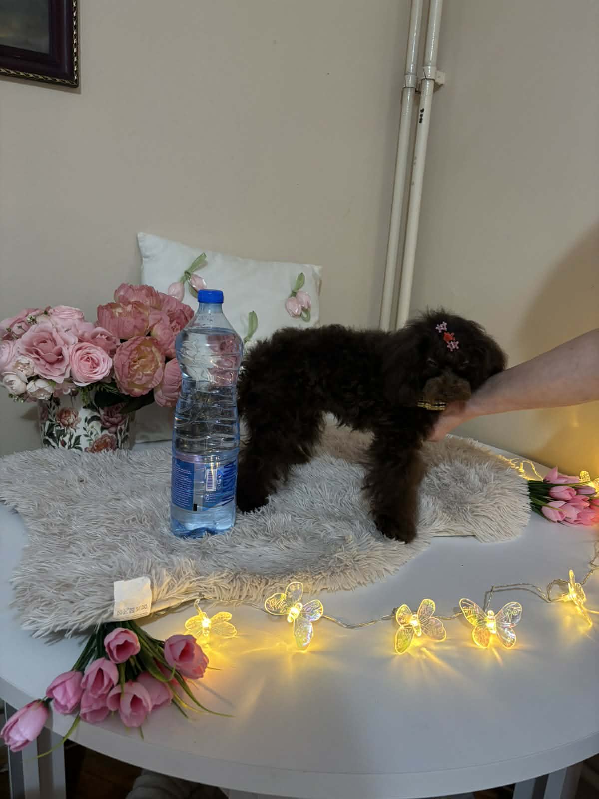 Toj pudle braon, ženke