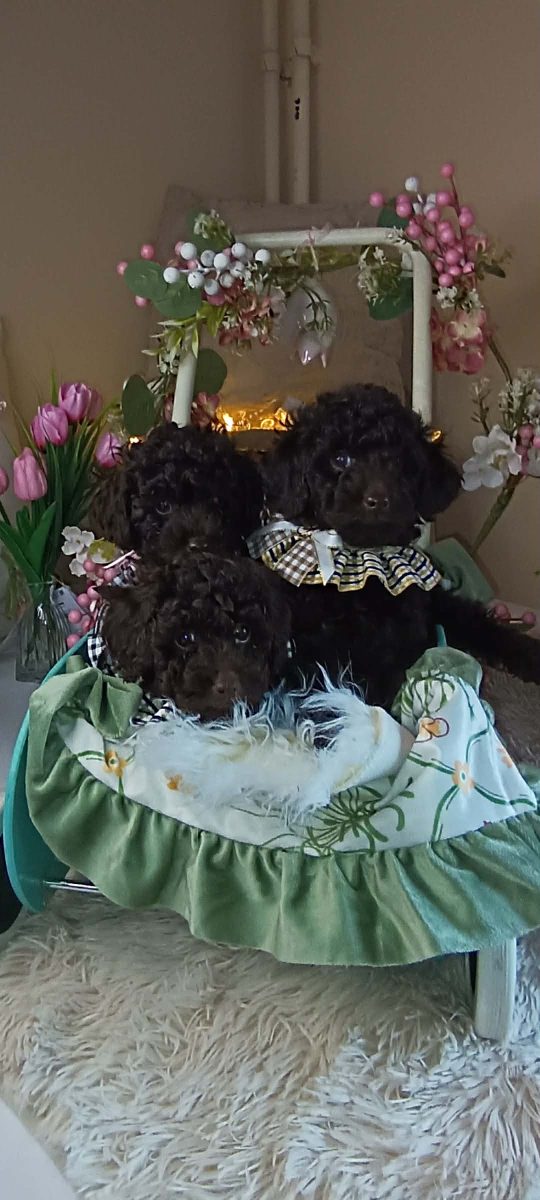 Toj pudle braon, ženke