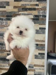 1a6b4259-60cc-4a4f-8f7d-85a45128fbcd