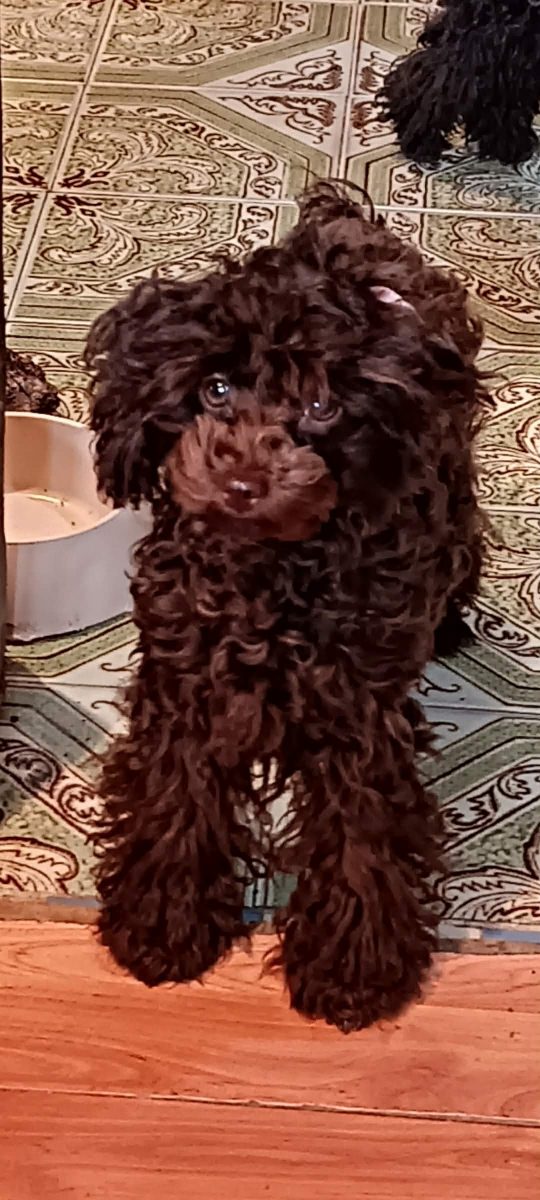 Toj pudle braon, ženke